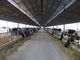 Pra-Direkayasa baja membingkai sistem peternakan sapi / kuda dengan atap panel pemasok